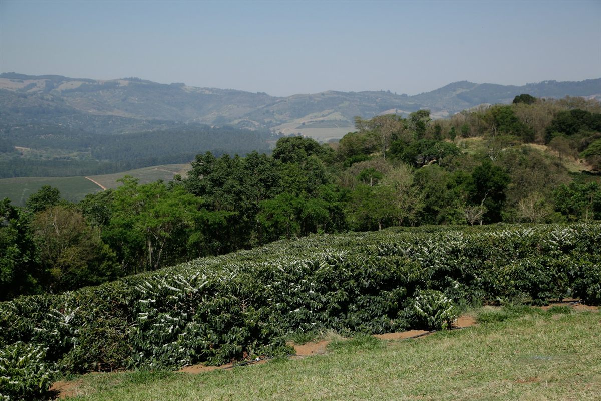 Café brasileiro mais forte